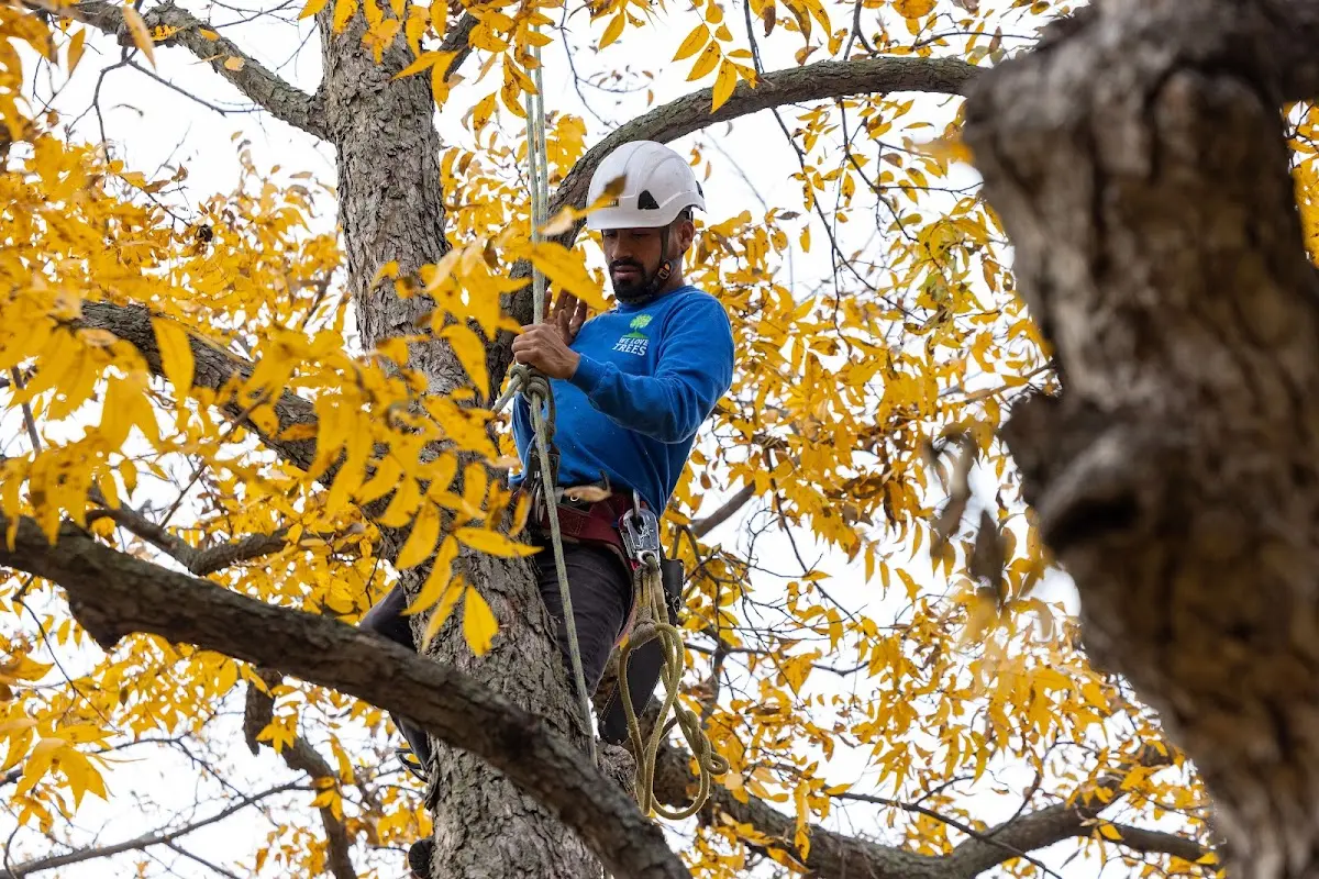 Skilled Tree Transplanting crew working in Trego