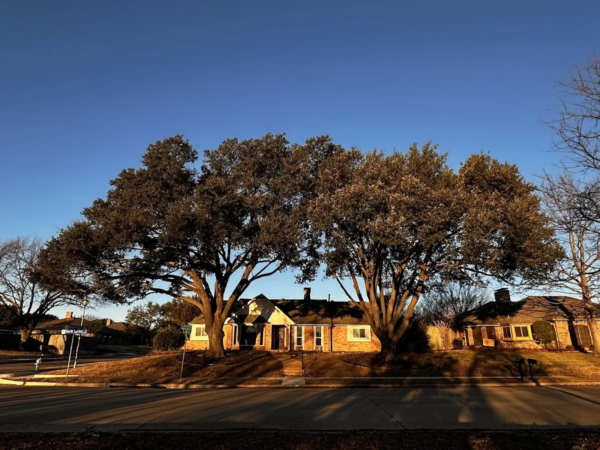Established residential canopy tree shading a home in Trego
